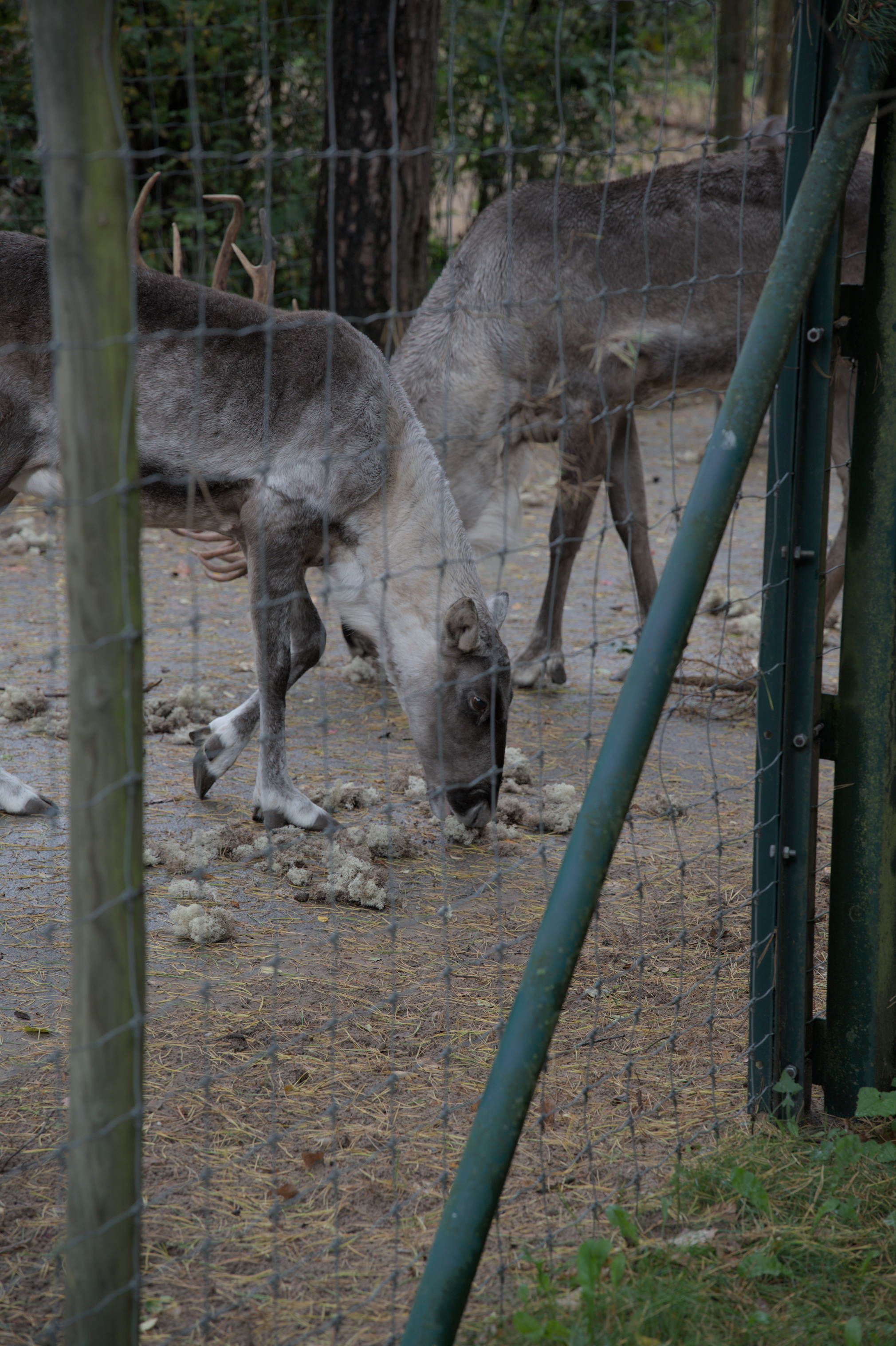 2025/10/12 - zoo/DSC_0071.jpg